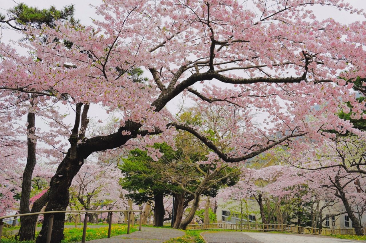 函館公園