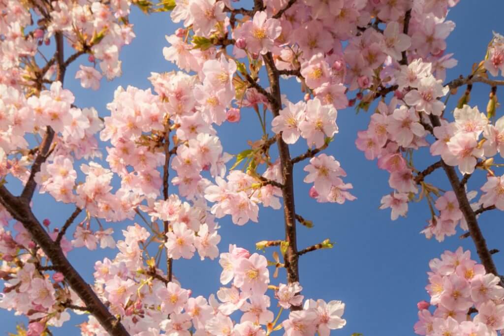 河津櫻花祭時間