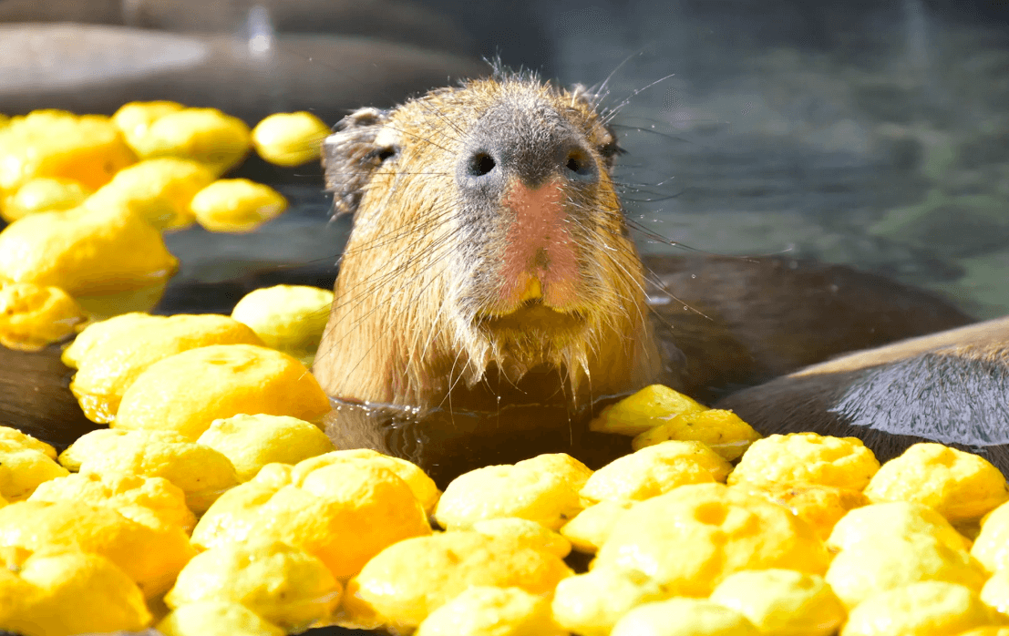 伊豆仙人掌動物園