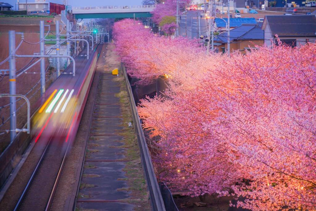河津櫻花祭時間