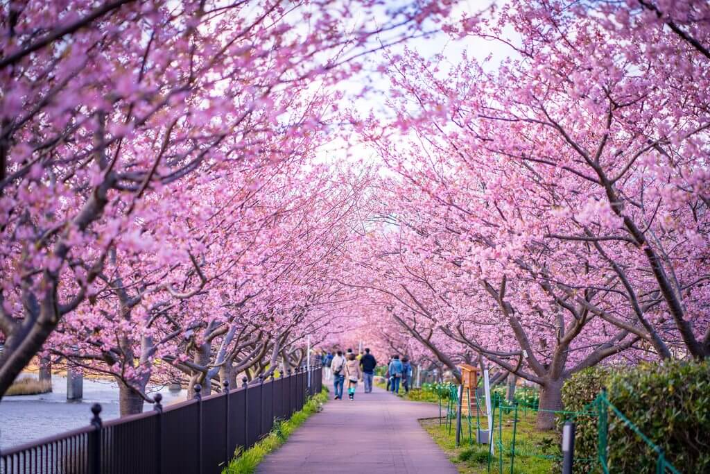河津櫻花祭時間