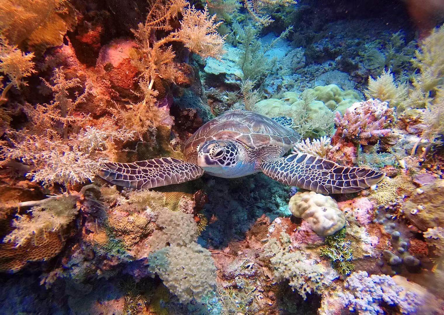 【10人精緻小團】 帛琉六天五夜 奇幻海洋之旅