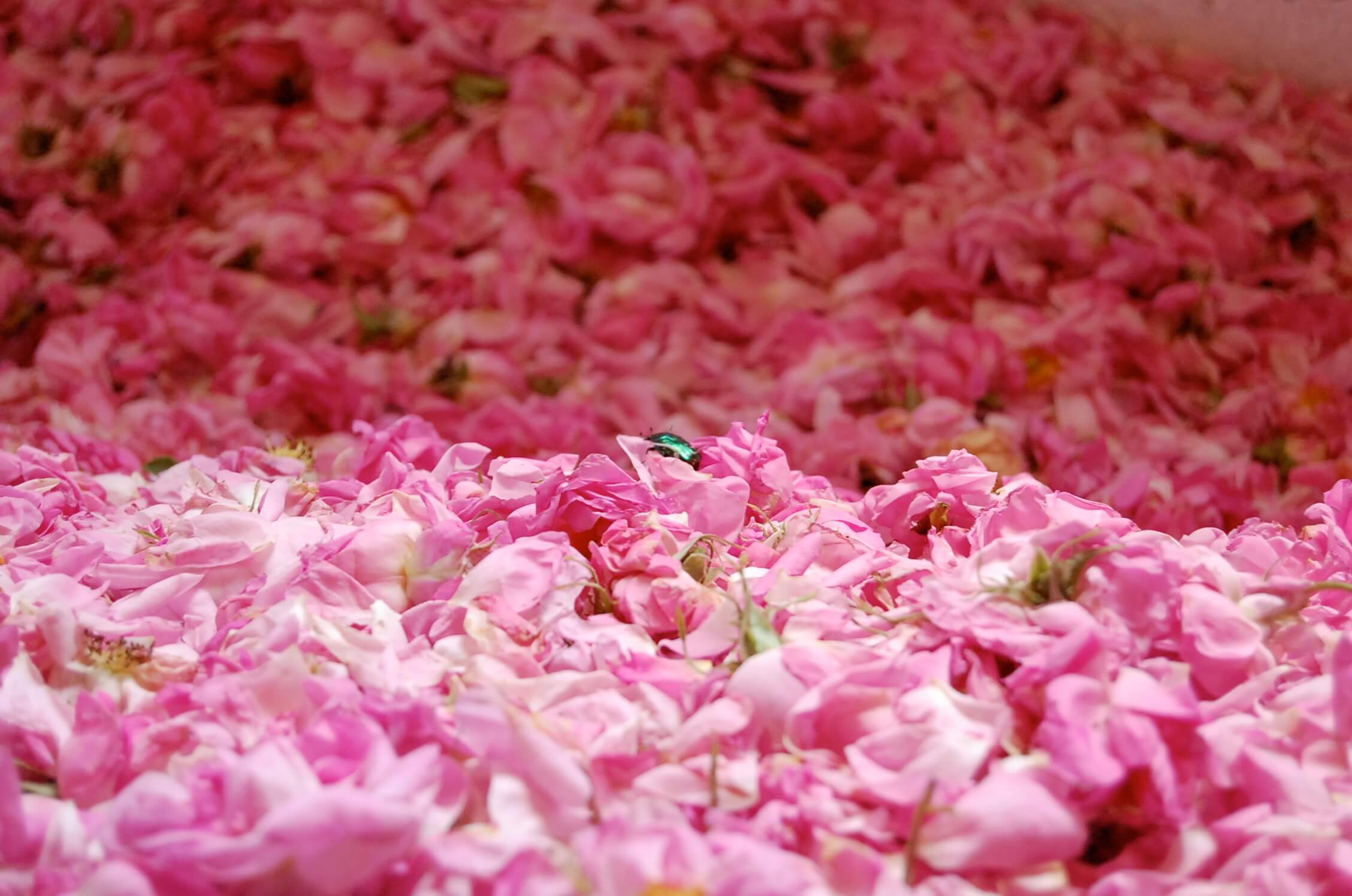 與兩百萬朵玫瑰共舞｜8天土耳其伊斯帕爾塔限定花旅