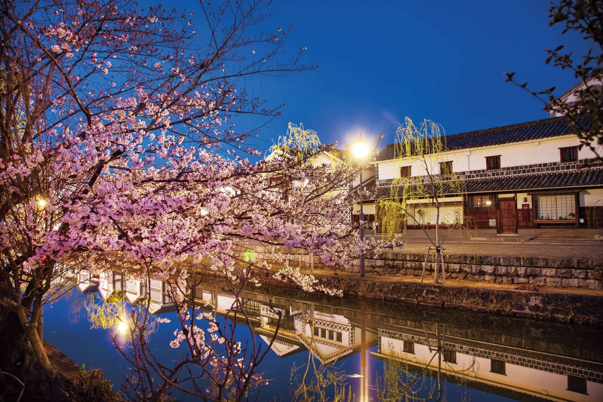 倉敷美観地区 桜１