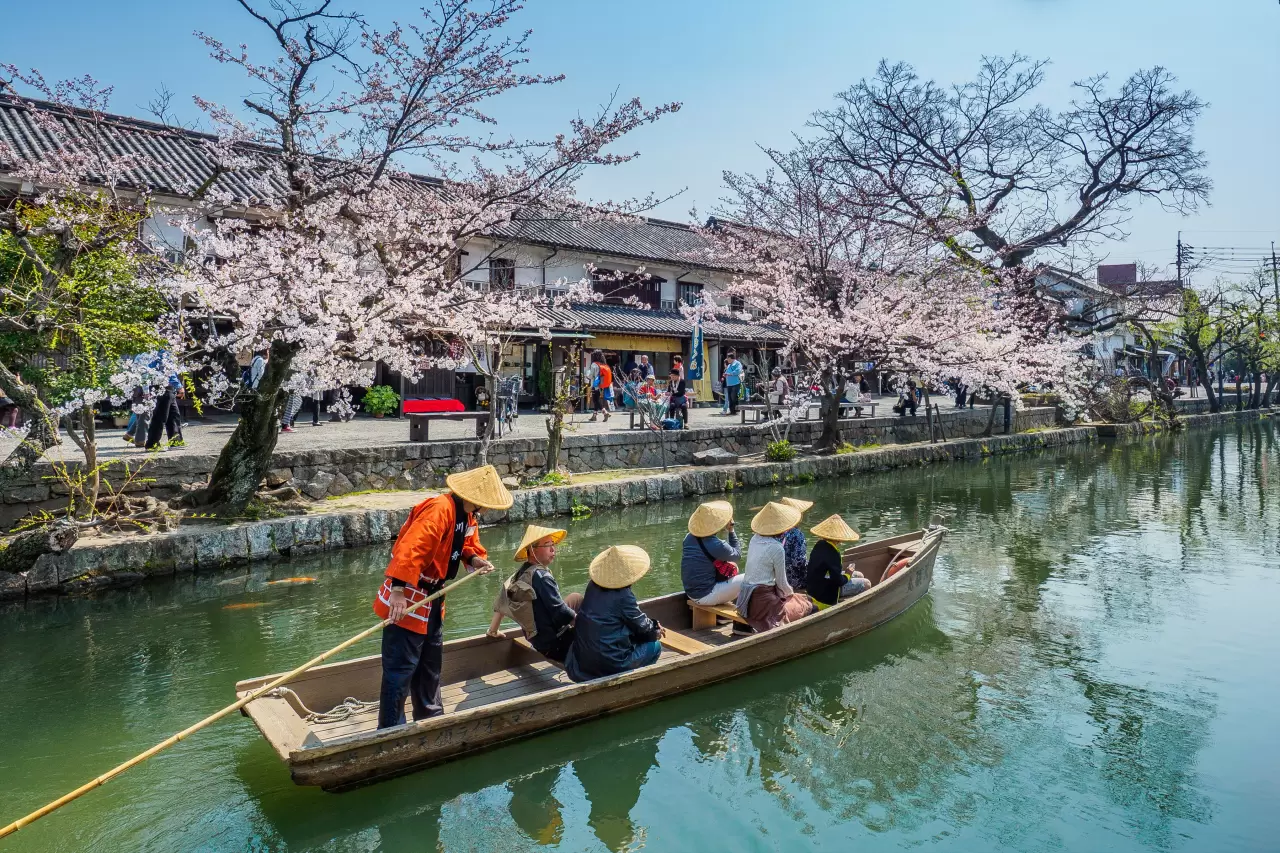 倉敷美観地区 桜２