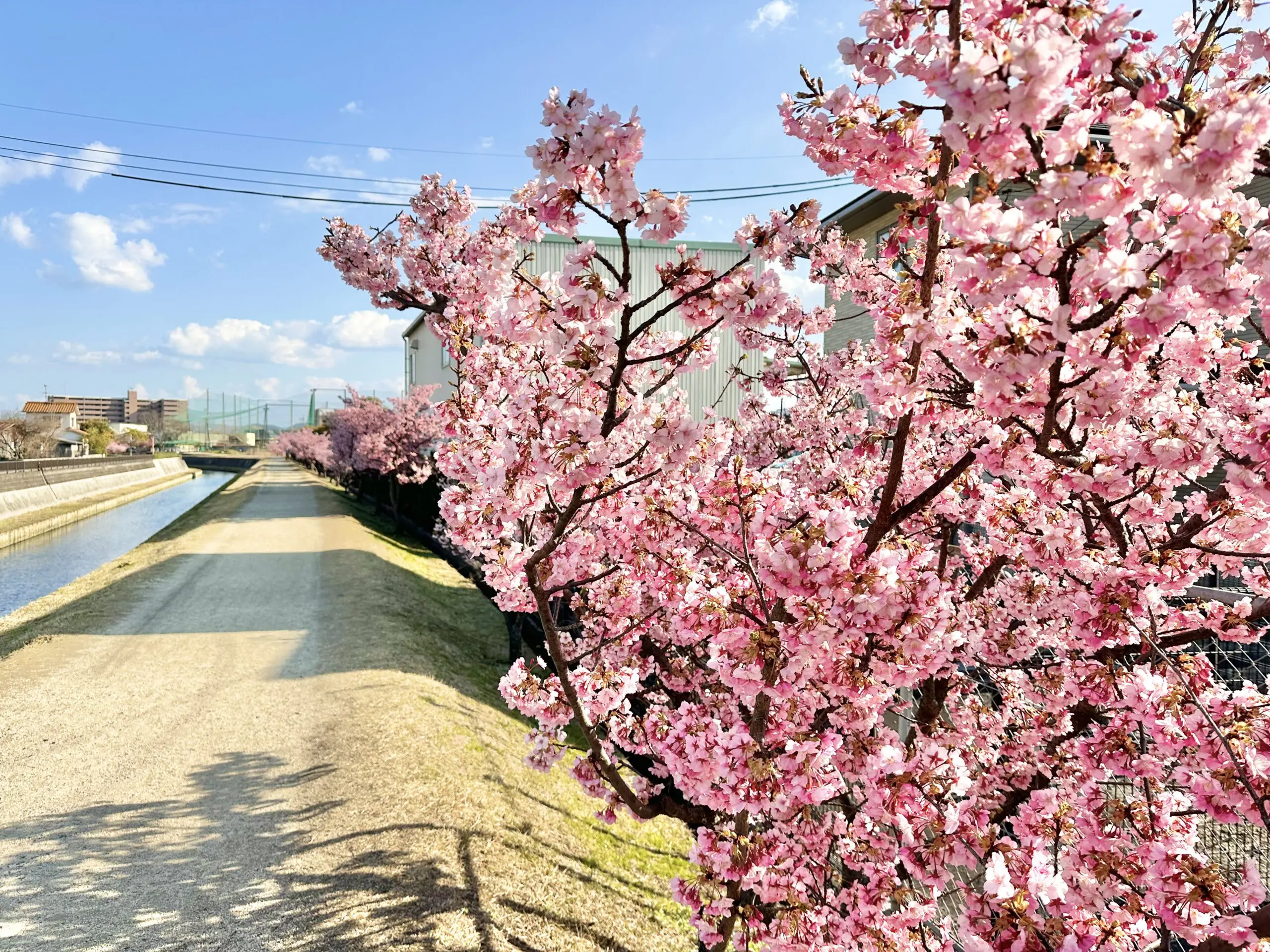 倉敷美観地区 桜４