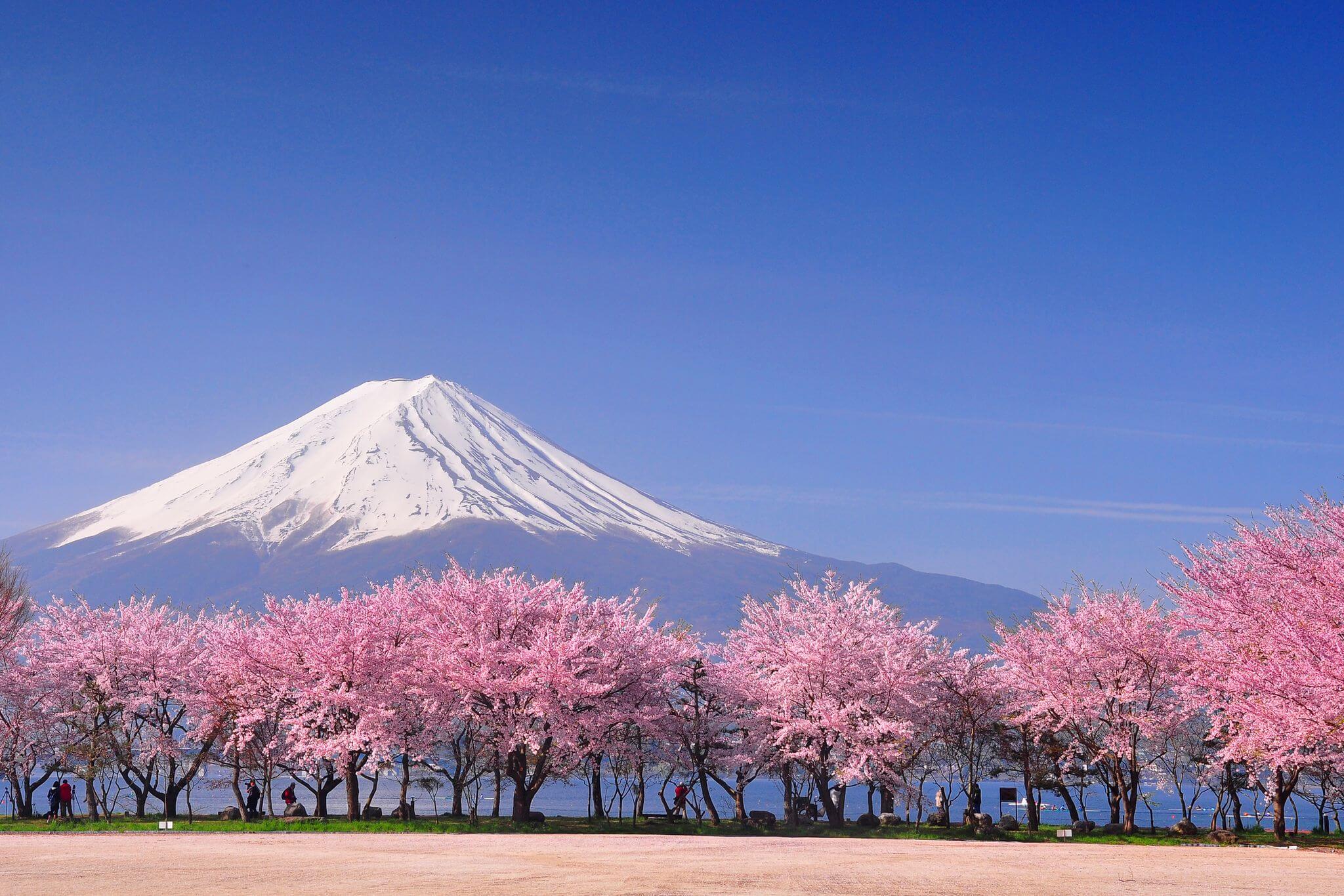 fuji-and-sakura-royalty-free-image-144483163-1562593125
