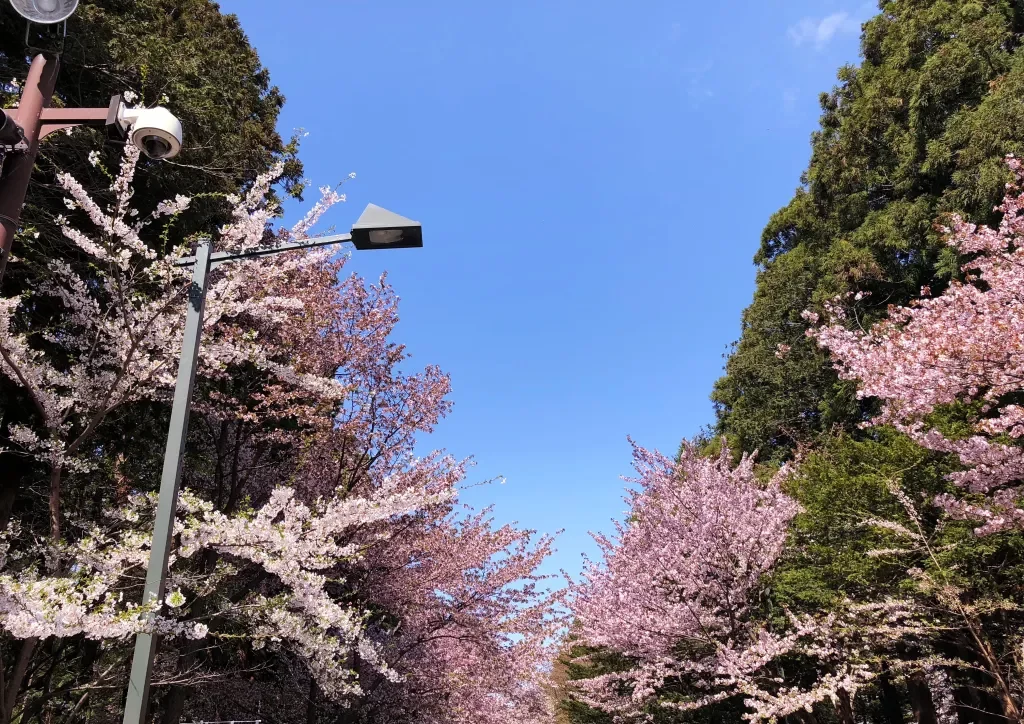 北海道神宮梅林