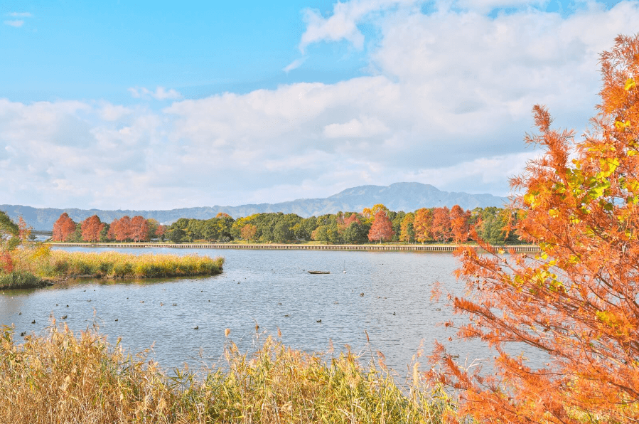 水杉林蔭大道的終點，是一個開闊的湖泊