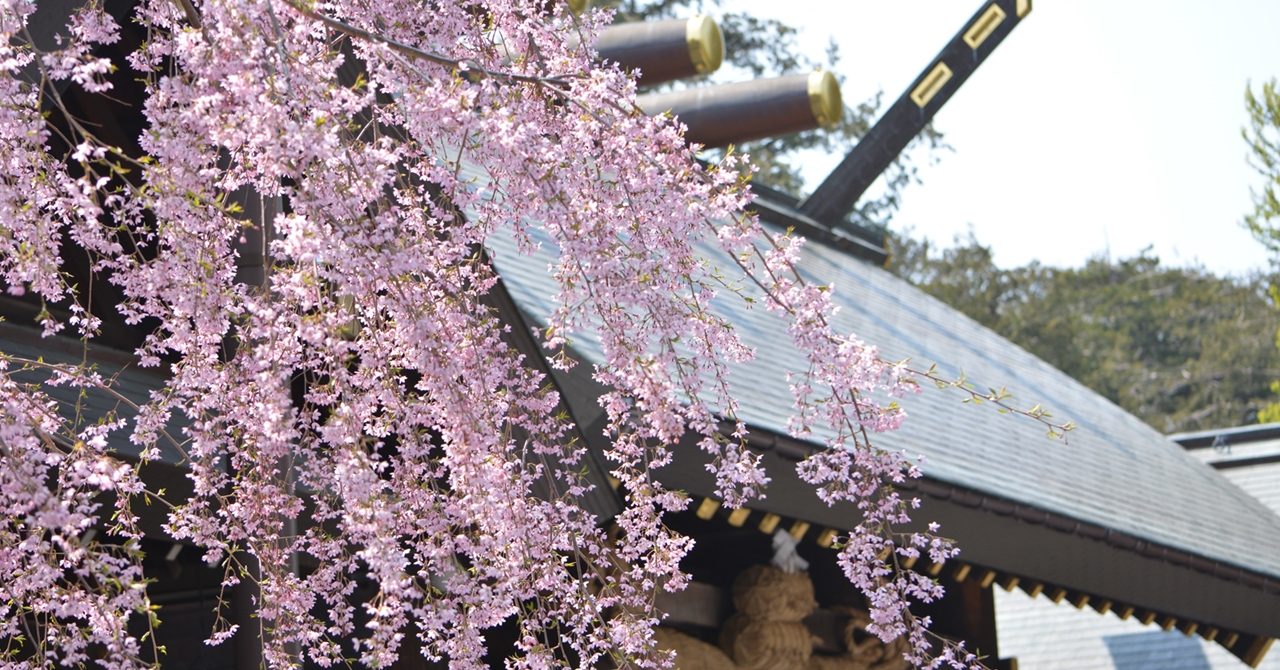 桜 北海道神宮