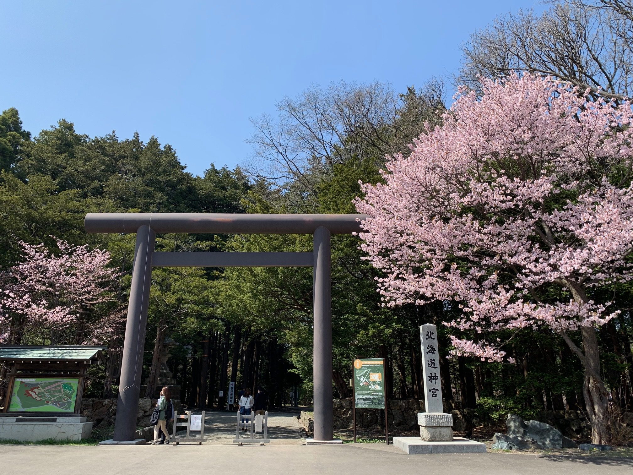 桜の名所 北海道神宮