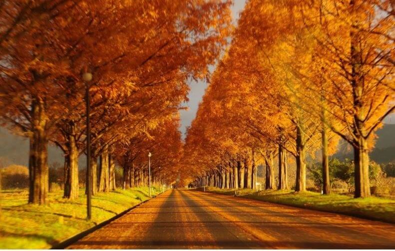 水杉林蔭大道（メタセコイア並木）