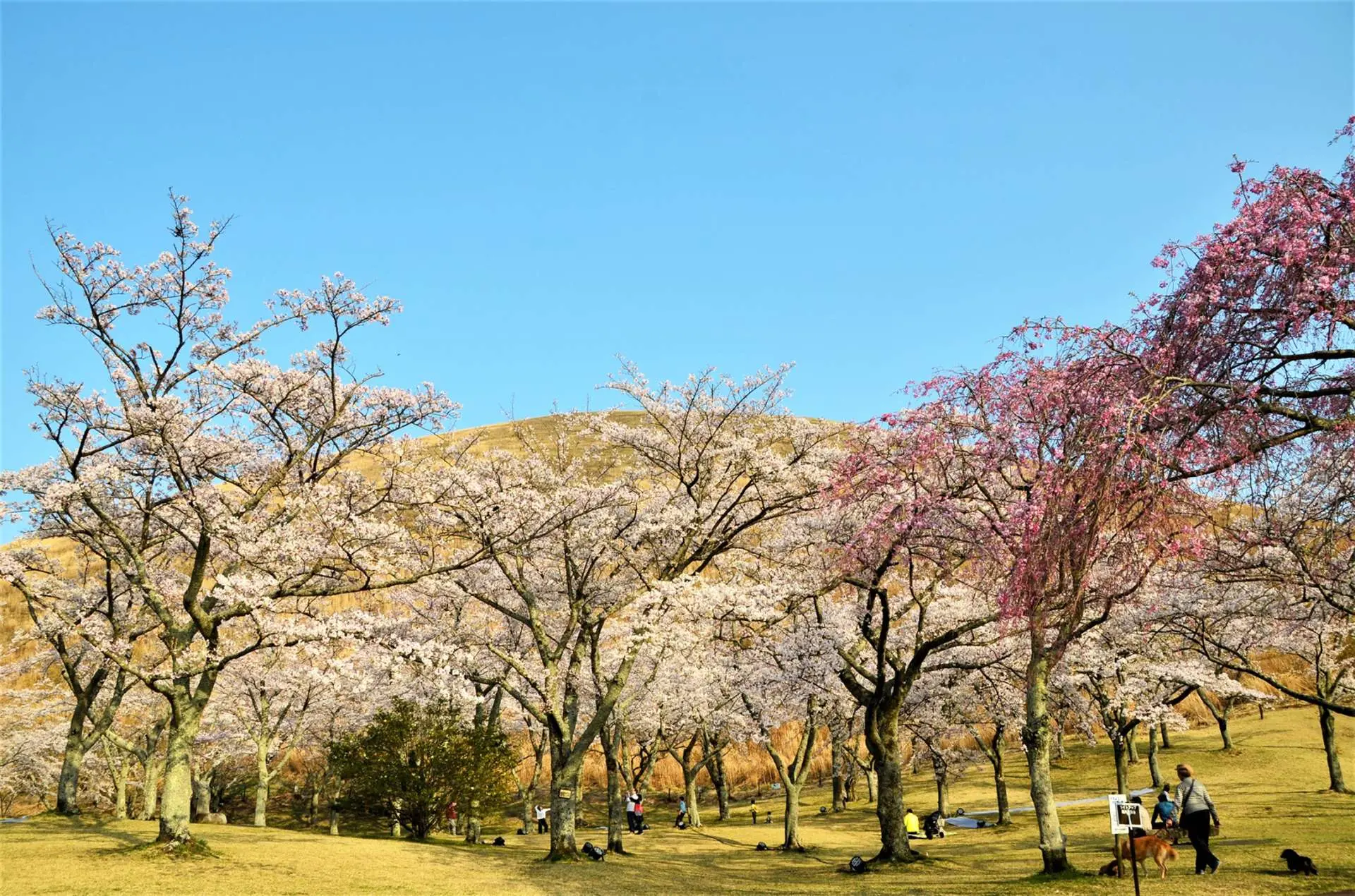 伊豆高原大室山腳下的賞櫻景點：櫻花之鄉 （さくらの里）
