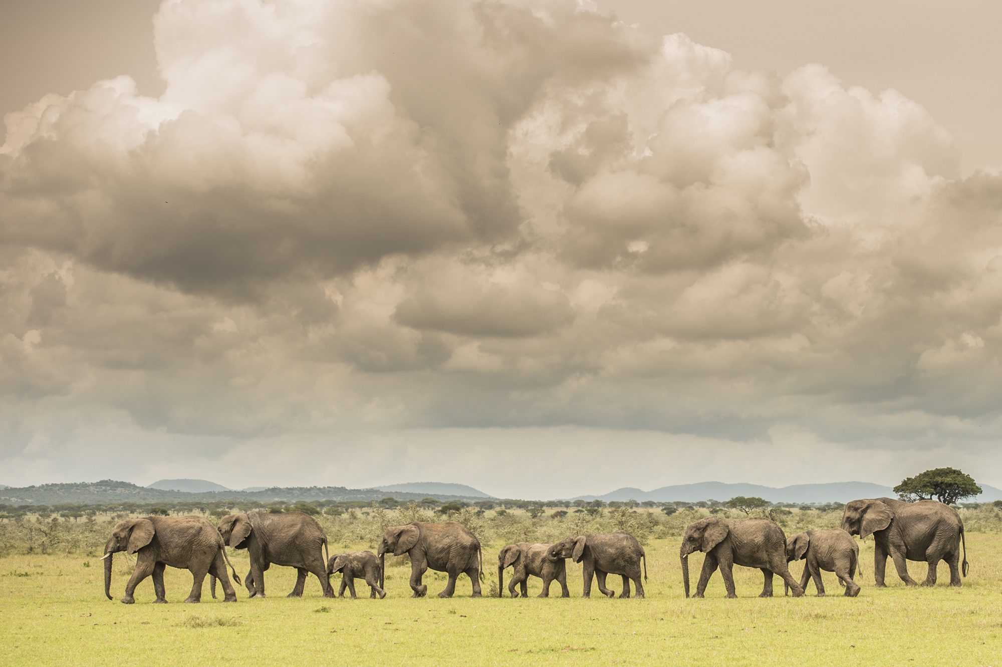 Singita Grumeti_Elephant_Ross Couper