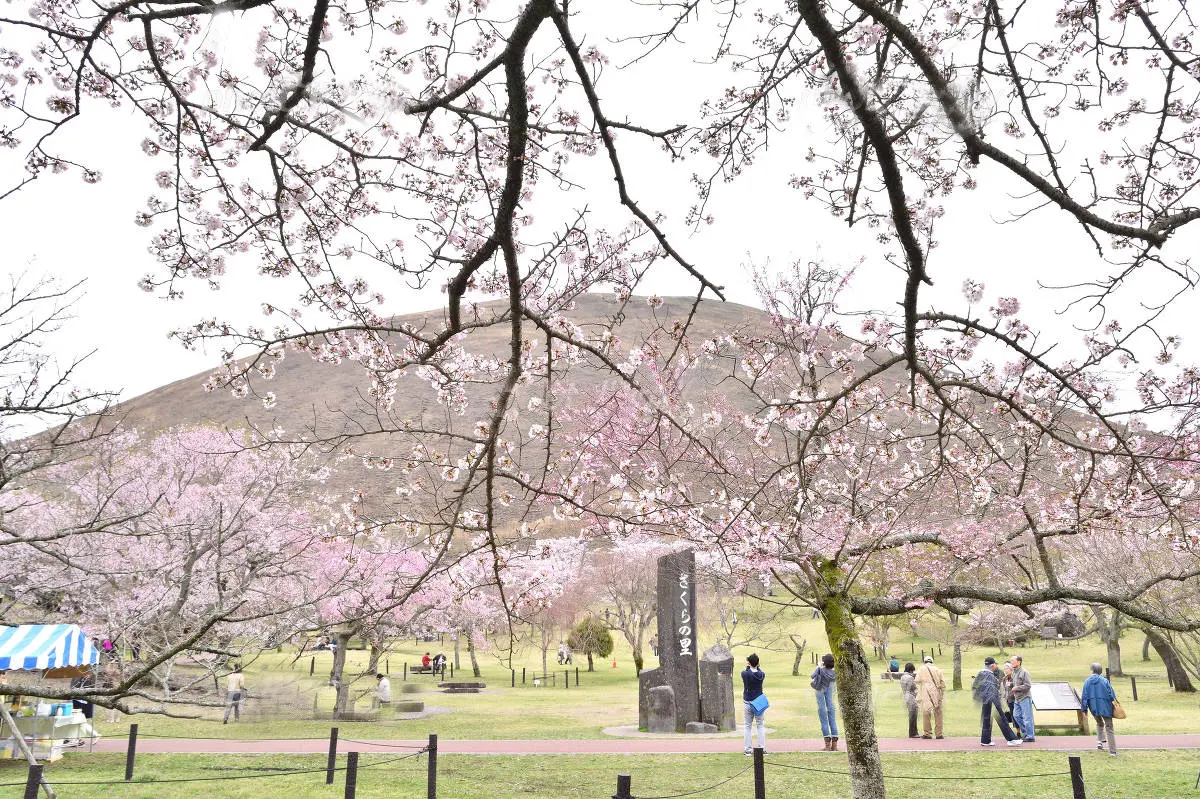伊豆高原-大室山さくらの里.jpg