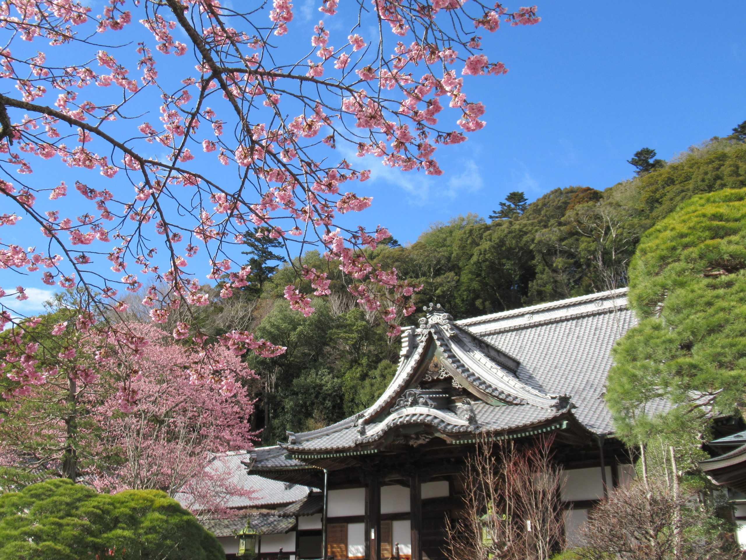 修禪寺 桜