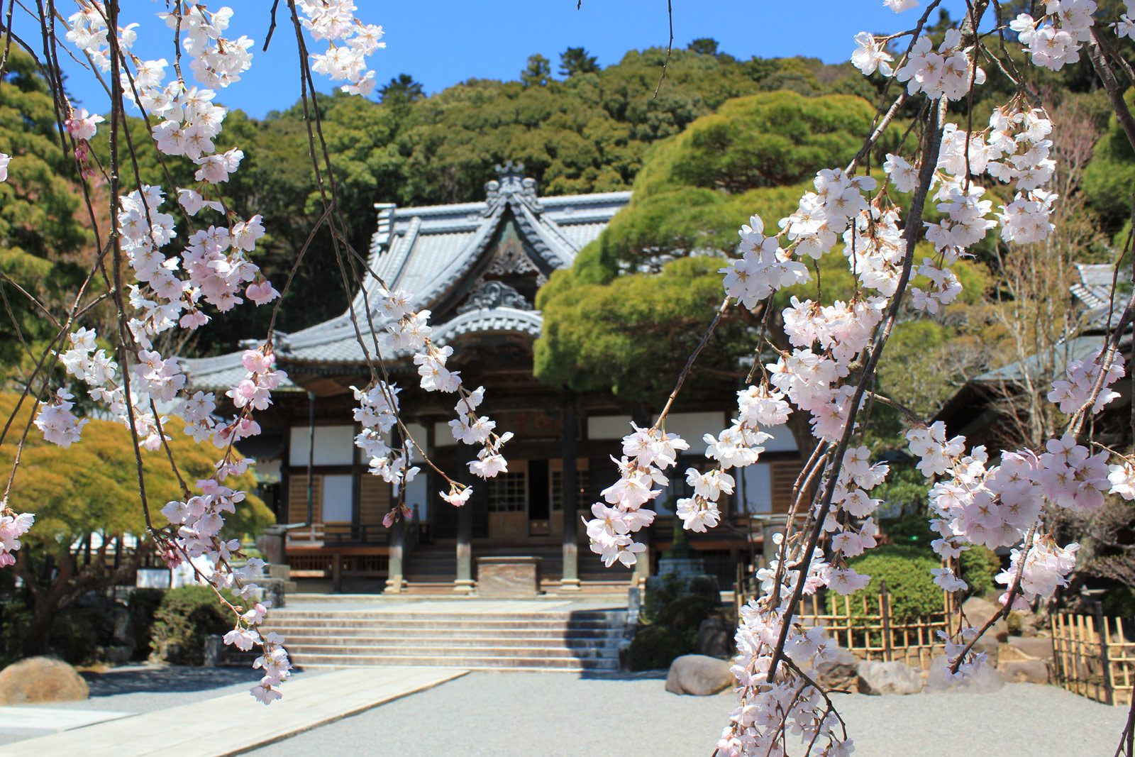 修禪寺 桜1