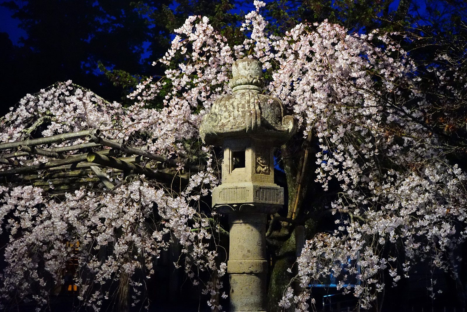 修禪寺 桜２