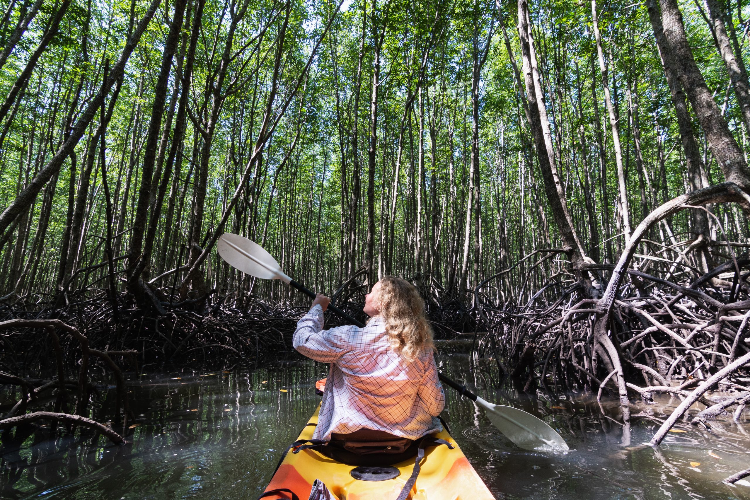 Woman,Paddling,In,Kayak,Through,Mangrove,Forests,At,Krabi,,Thailand.