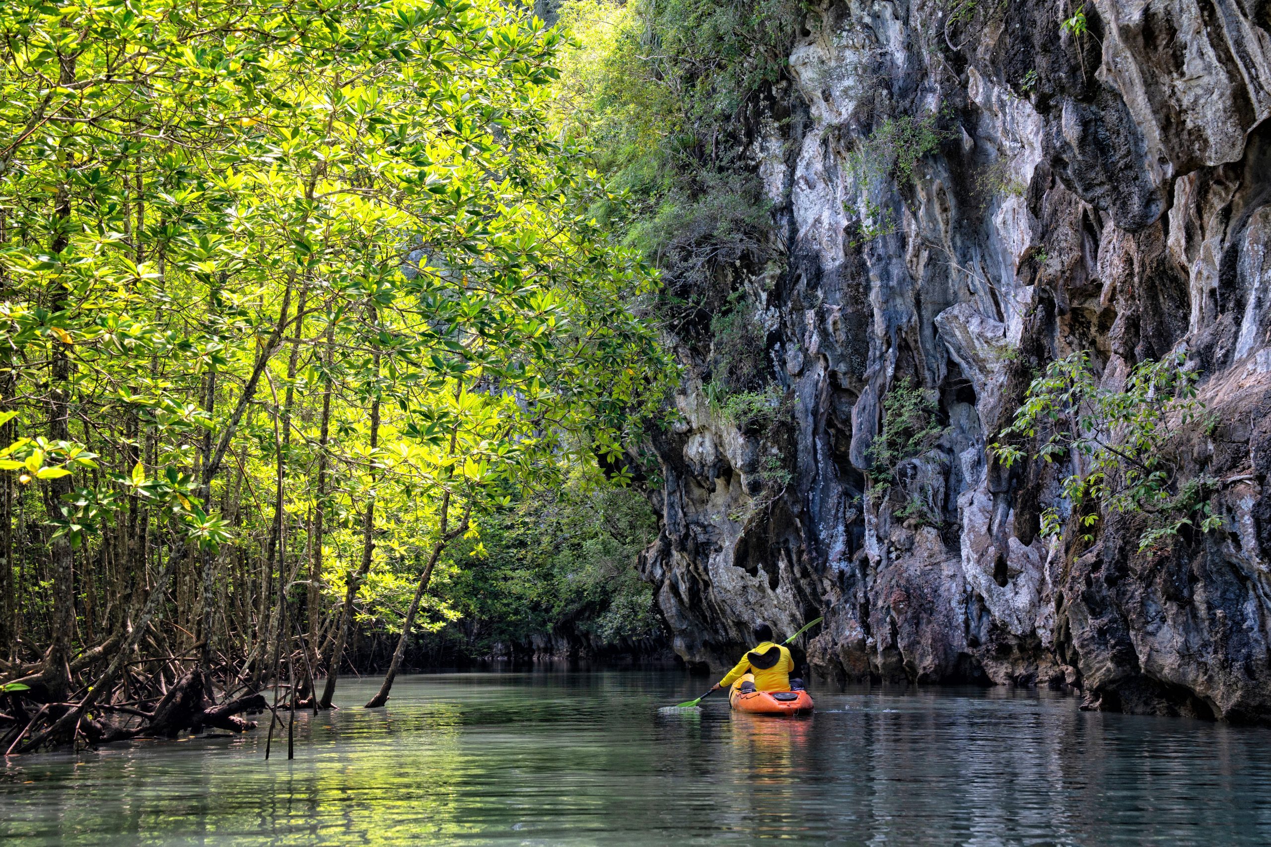 Krabi,,Thailand.,Kayaking,Tour,In,The,Mangrove,Forests.,National,Thai