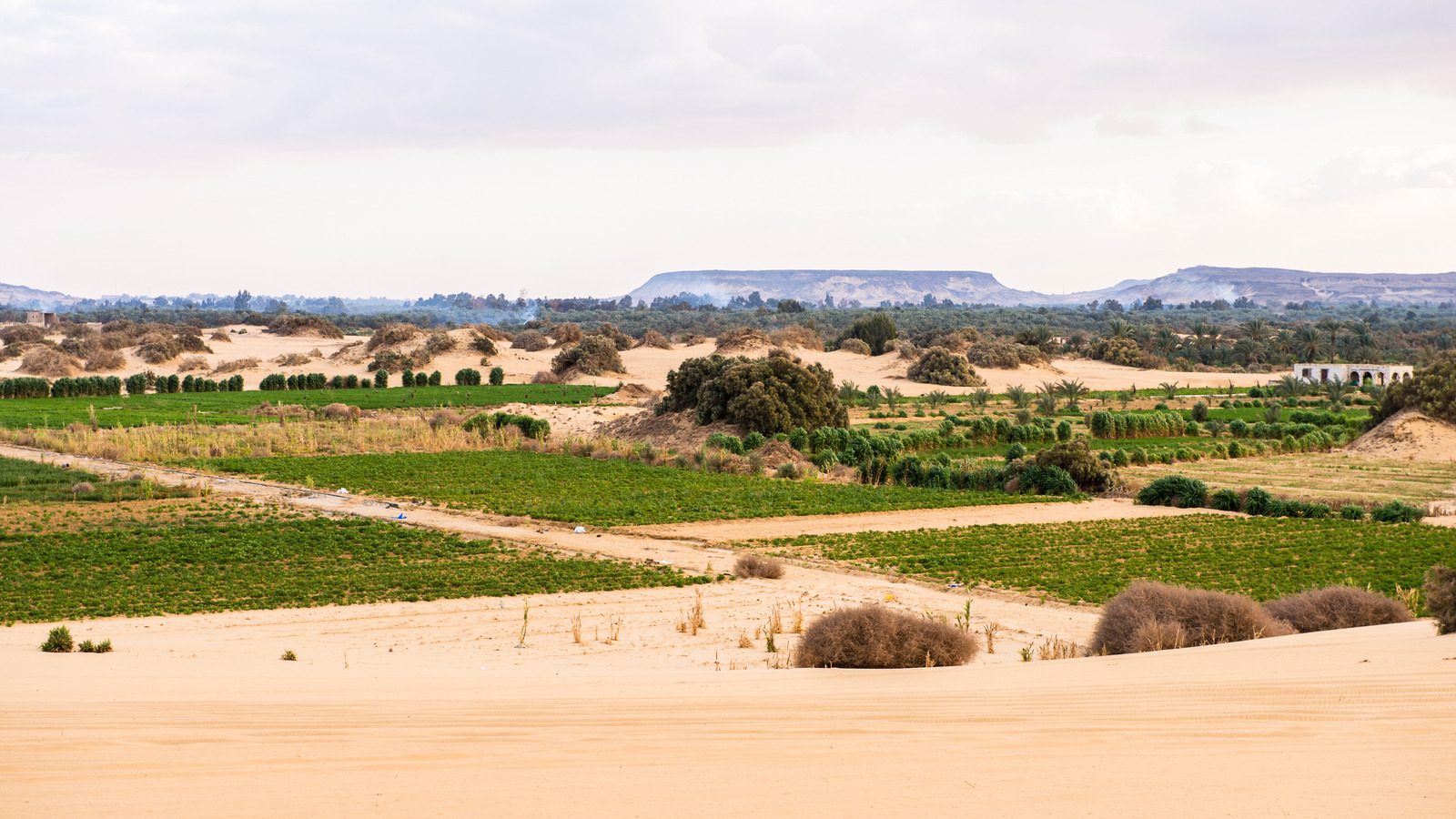 Bahariya Oasis in Egypt