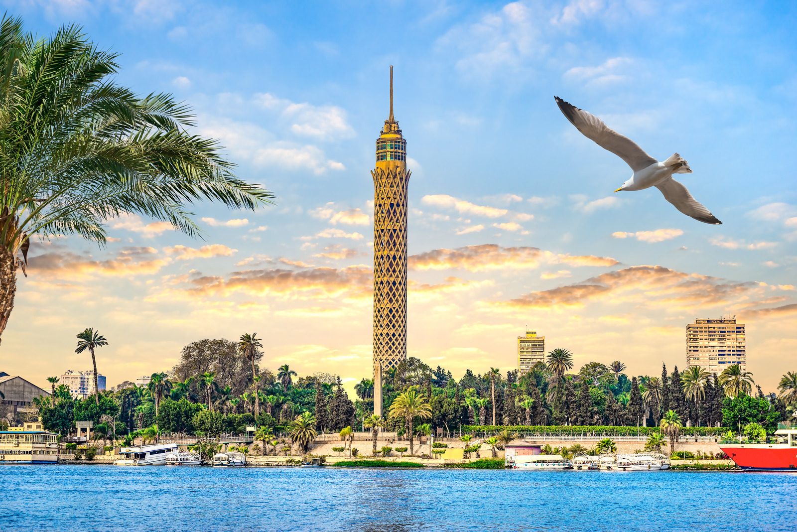 Seagull and Cairo TV Tower