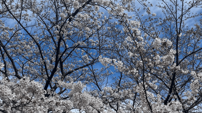 戶田川綠地公園