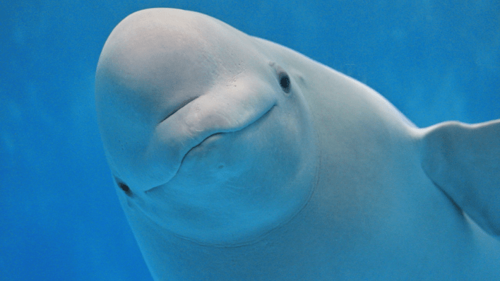 名古屋港水族館