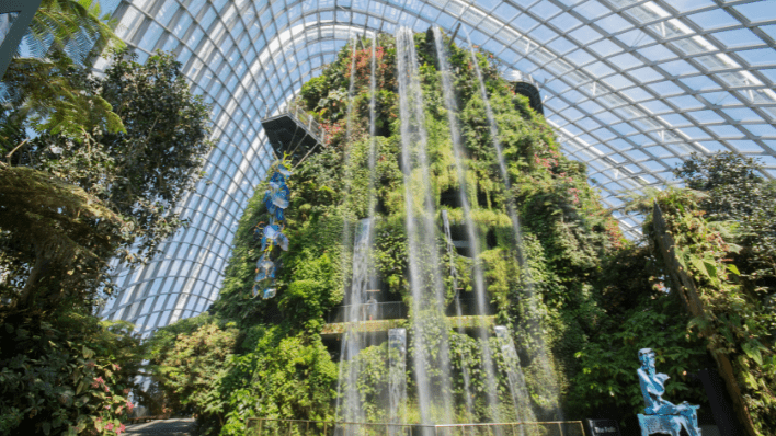 Cloud Forest