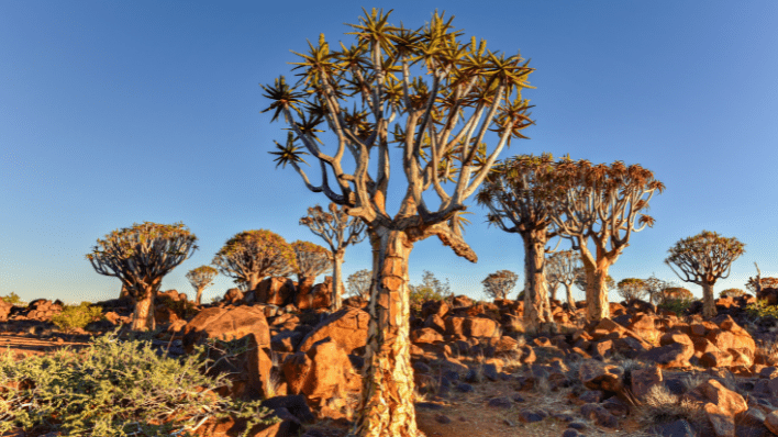 基特曼斯胡普箭袋樹森林（Keetmanshoop）