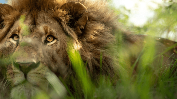 game drive2