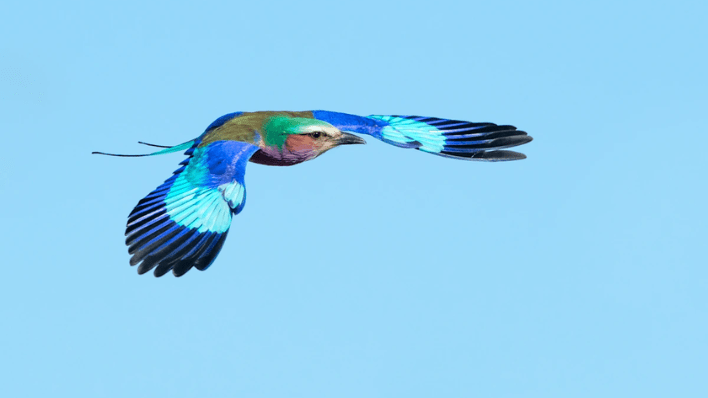 觀鳥活動2