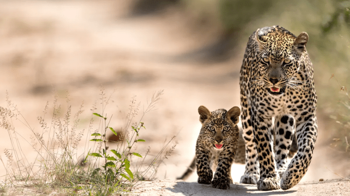 game drive