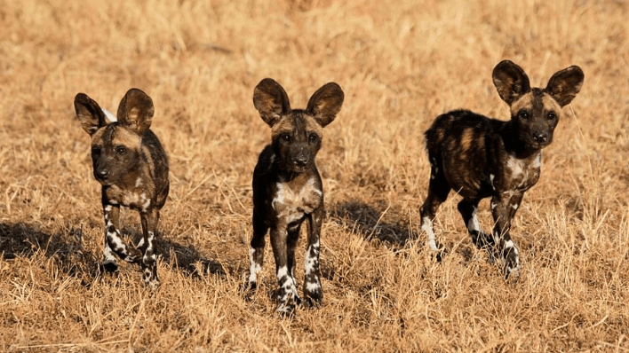 game drive