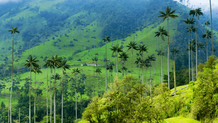 可可拉山谷 Cocora Valley