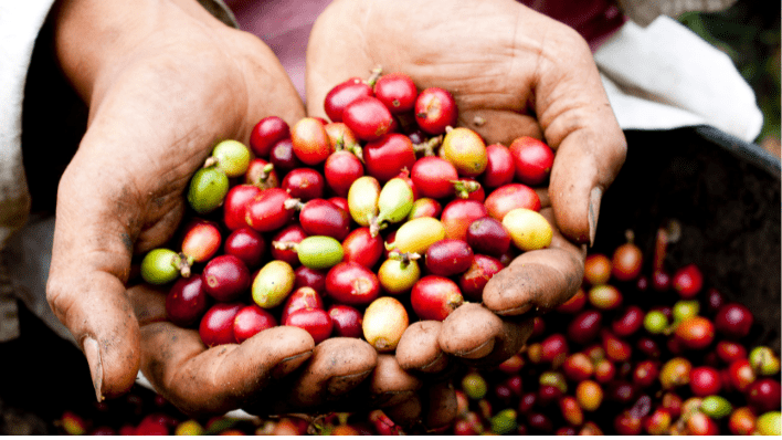 精品咖啡莊園 Coffee Farm