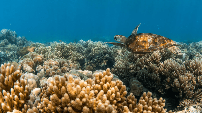 Lizard Island Resort