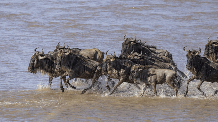 The Ritz-Carlton Masai Mara Safari Camp