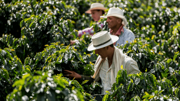 精品咖啡莊園 Coffee Farm