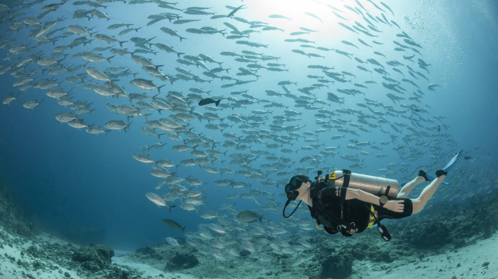 Four Seasons Explorer, Palau