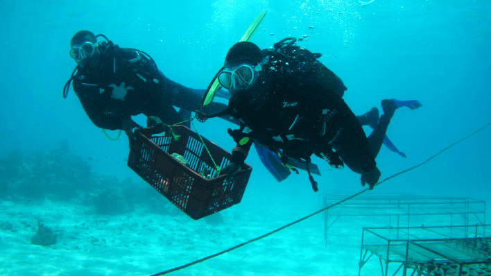 Lizard Island Resort