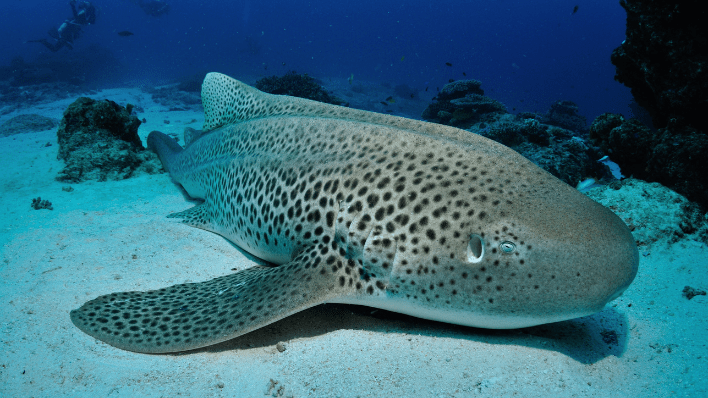 Four Seasons Explorer, Palau