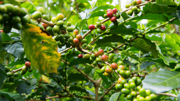 精品咖啡莊園 Coffee Farm