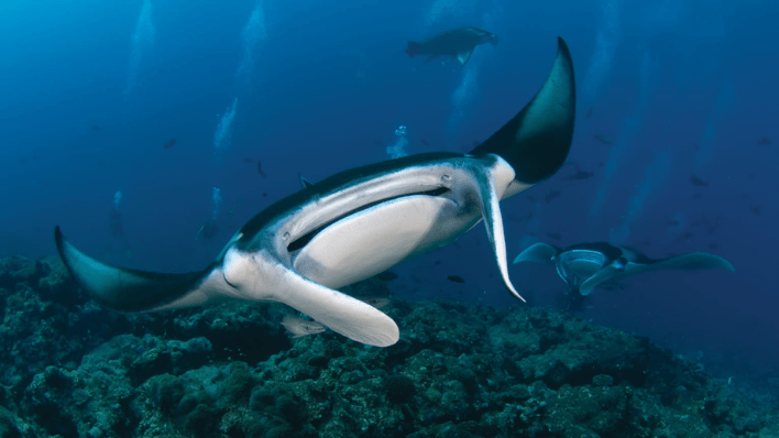 Four Seasons Resort Bora Bora