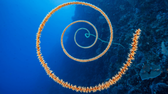 Four Seasons Explorer, Palau