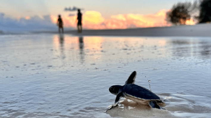 Lizard Island Resort