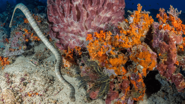 Aqua Blu, Aqua Expeditions