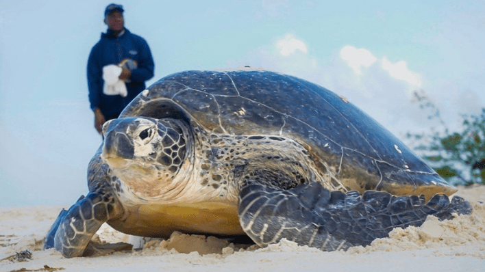 Lizard Island Resort