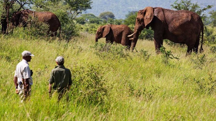 Tarangire game drive