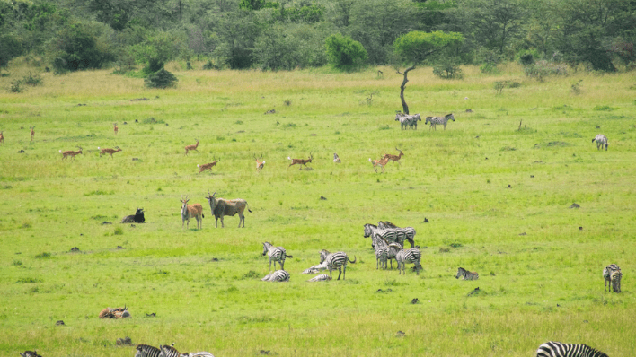 grumeti game drive